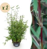 Plantenboetiek.nl Fargesia nitida Red Dragon - Niet Woekerende Bamboe - Bladhoudend - Groen - 2 Planten - Ø23cm - 70-80cm hoog - Tuinplant