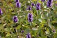 GRDplanten Groendecor Tuinarchitectuur 6x Dropplant - Agastache hybr. 'Black Adder' | 9x9 cm pot