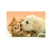 Diamond Pracht Creatives Diamond Painting Set, afbeelding met motief puppy met kat en accessoires, knutselset om te schilderen met glittersteentjes, voor kinderen vanaf 5 jaar