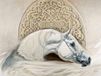 Renato Casaro Kunstdruk - Arabian Pride 80x60cm