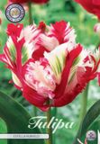 Dutch Flower Lady Estella Rijnveld Parrot Tulpenbollen 7 stuks bolmaat 12+