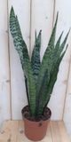 Warentuin Natuurlijk Vrouwentong Sansevieria donkergroen 50 cm kamerplant
