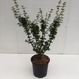 Plantenwinkel.nl Japanse esdoorn (Acer palmatum "Shishigashira") heester - 40-50 cm - 1 stuks