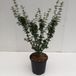Plantenwinkel.nl Japanse esdoorn (Acer palmatum "Shishigashira") heester - 40-50 cm - 1 stuks