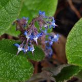 Arborix 6x Trachystemon orientalis Pot 9x9 cm