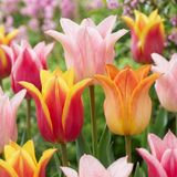 Green boutiQ - 12x Tulipa Ballade mix - Lelievormige tulp Ballade mix - Diversen - Voorjaarsbloeier - Bolmaat 11/12