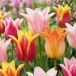 Green boutiQ - 12x Tulipa Ballade mix - Lelievormige tulp Ballade mix - Diversen - Voorjaarsbloeier - Bolmaat 11/12