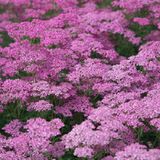 Arborix Achillea 6 x Achillea Millefolium 'Lilac Beauty' - Duizendblad pot 9x9 cm