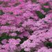 Arborix Achillea 6 x Achillea Millefolium 'Lilac Beauty' - Duizendblad pot 9x9 cm