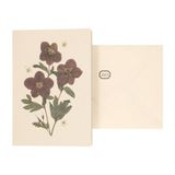 Hellebore Carte et Enveloppe