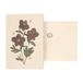 Hellebore Carte et Enveloppe