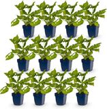 Green boutiQ Persicaria amplexicaulis Duizendknoop Rood 12 Planten Pot 11cm Hoogte 15-25cm