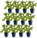 Green boutiQ Persicaria amplexicaulis Duizendknoop Rood 12 Planten Pot 11cm Hoogte 15-25cm