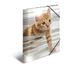 HERMA 19328 verzamelmap DIN A4 dieren katten, 3-delige set, stevige kunststof, opbergmap met hoogglans-effect, bedrukte binnenkleppen en elastiek, documentenmap voor kinderen, jongens en meisjes