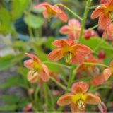 Arborix Epimedium 6 x Epimedium Warleyense - Elfenbloem pot 9x9cm