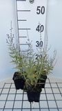 GRDplanten Blauwspirea 6x Blauwspirea - Perovskia atripl. 'Blue Jean Baby' | 9x9 cm pot