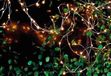 Sirius Home Knirke Lichterkette 200 LED 4,8 W Grün, Transparent