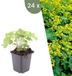 Plants by Frank | 24 Vrouwenmantel Planten | Alchemilla mollis | Winterharde bodembedekker planten | tuinplanten | Winterharde vaste planten meerjarig | Winterharde tuinplanten