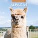 Red Robin Alpaca Kalender 2026 Wandkalender