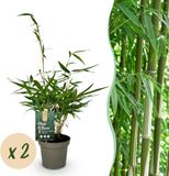 Plantenboetiek.nl Fargesia robusta Pingwu - Niet Woekerende Bamboe - Bladhoudend - Groen - 2 Planten - Ø14cm - 25-35cm hoog - Tuinplant