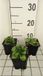 GRDplanten Groendecor Tuinarchitectuur 6x Ooievaarsbek - Gentiana asclepiadea | 9x9 cm pot