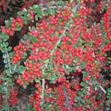 Arborix Cotoneaster Cotoneaster horizontalis - Dwergmispel 20-25 cm in pot