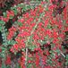 Arborix Cotoneaster Cotoneaster horizontalis - Dwergmispel 20-25 cm in pot