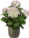 Mica Decorations Hortensia kunstplant/kunstbloemen 45 cm - paars/groen - in pot olijfgroen mat - Kunst kamerplant