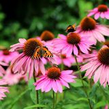 Griffioen Echinacea purp. 'Magnus' | 1 stuk | Bijen- en vlinderplant | Bijentuin | 11x11 cm Kwekerspot | Snijbloem | Geurend | Roze