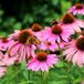 Griffioen Echinacea purp. 'Magnus' | 1 stuk | Bijen- en vlinderplant | Bijentuin | 11x11 cm Kwekerspot | Snijbloem | Geurend | Roze