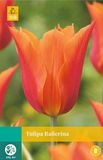 jub Tulipa Ballerina bloembollen 7 bollen Tulp JUB