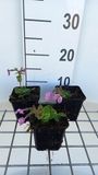 GRDplanten Groendecor Tuinarchitectuur 6x Vlambloem - Phlox stol. 'Home Fires' | 9x9 cm pot