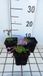 GRDplanten Groendecor Tuinarchitectuur 6x Vlambloem - Phlox stol. 'Home Fires' | 9x9 cm pot