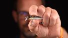 Spro Iris The Kid Hardlure Firetiger 3,8cm 3gr Rainbow Trout
