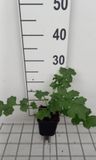 GRDplanten Groendecor Tuinarchitectuur 6x Stekelige bereklauw - Acanthus hybr. 'Morning's Candle' | 9x9 cm pot