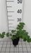 GRDplanten Groendecor Tuinarchitectuur 6x Stekelige bereklauw - Acanthus hybr. 'Morning's Candle' | 9x9 cm pot