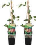 Bloomique - Set van 2 - Lonicera Heckrottii Goldflame - Kamperfoelie - Rood, Geel - Klimplanten - Tuinplanten - Winterhard - Hoogte 50-70 cm - Pot 15 cm