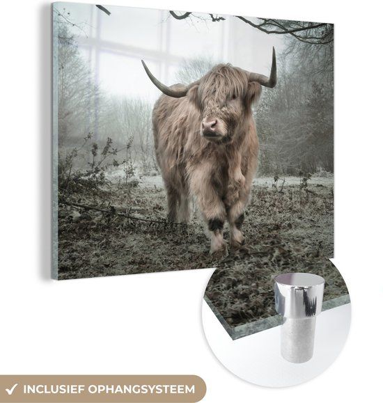 MuchoWow® Glass Painting 120x90 cm - Acrylic Glass Painting - Scottish Highlander - Nature - Autumn - Animals - Forest - Photo on Glass - Paintings