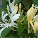 Bol Lonicera japonica 'Hall's Prolific' - Kamperfoelie 50-60 cm in pot