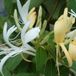 Bol Lonicera japonica 'Hall's Prolific' - Kamperfoelie 50-60 cm in pot
