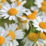 Arborix Anthemis 6 x Anthemis hybrida 'Sauce Hollandaise' - Kamille pot 9x9 cm
