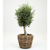 Olijfboom Opgepotte 150 - 170cm in Drypot rotan d68h52cm