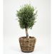 Olijfboom Opgepotte 150 - 170cm in Drypot rotan d68h52cm