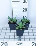 GRDplanten Groendecor Tuinarchitectuur 6x Papaver - Papaver or. 'Brilliant' | 9x9 cm pot