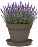 EDA Romeo Pot de fleurs et soucoupe - D17 x H13 cm - taupe - kunststof - intérieur et extérieur