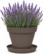 EDA Romeo Pot de fleurs et soucoupe - D17 x H13 cm - taupe - kunststof - intérieur et extérieur