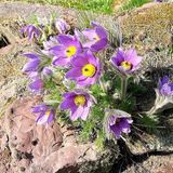 Arborix Pulsatilla 6 x Pulsatilla Vulgaris - Wildemanskruid pot 9x9cm