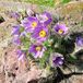Arborix Pulsatilla 6 x Pulsatilla Vulgaris - Wildemanskruid pot 9x9cm