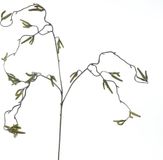 Erutan avon Corylus flower spray green 68 cm kunstbloem