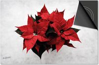 Dietrix Inductie Beschermer - 59x52 - Kerstster Plant - Kookplaat Beschermer